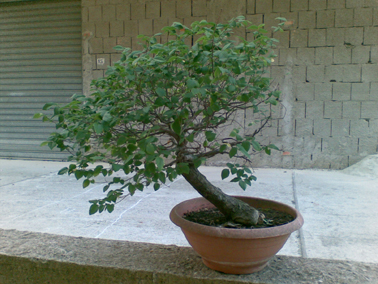 L'ex olmo di Francesco