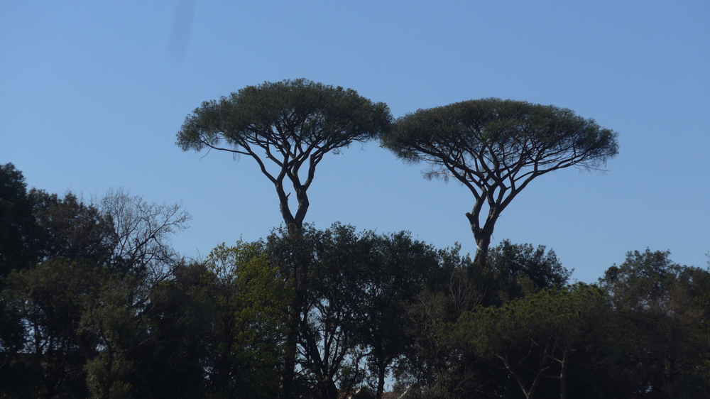 Capodimonte